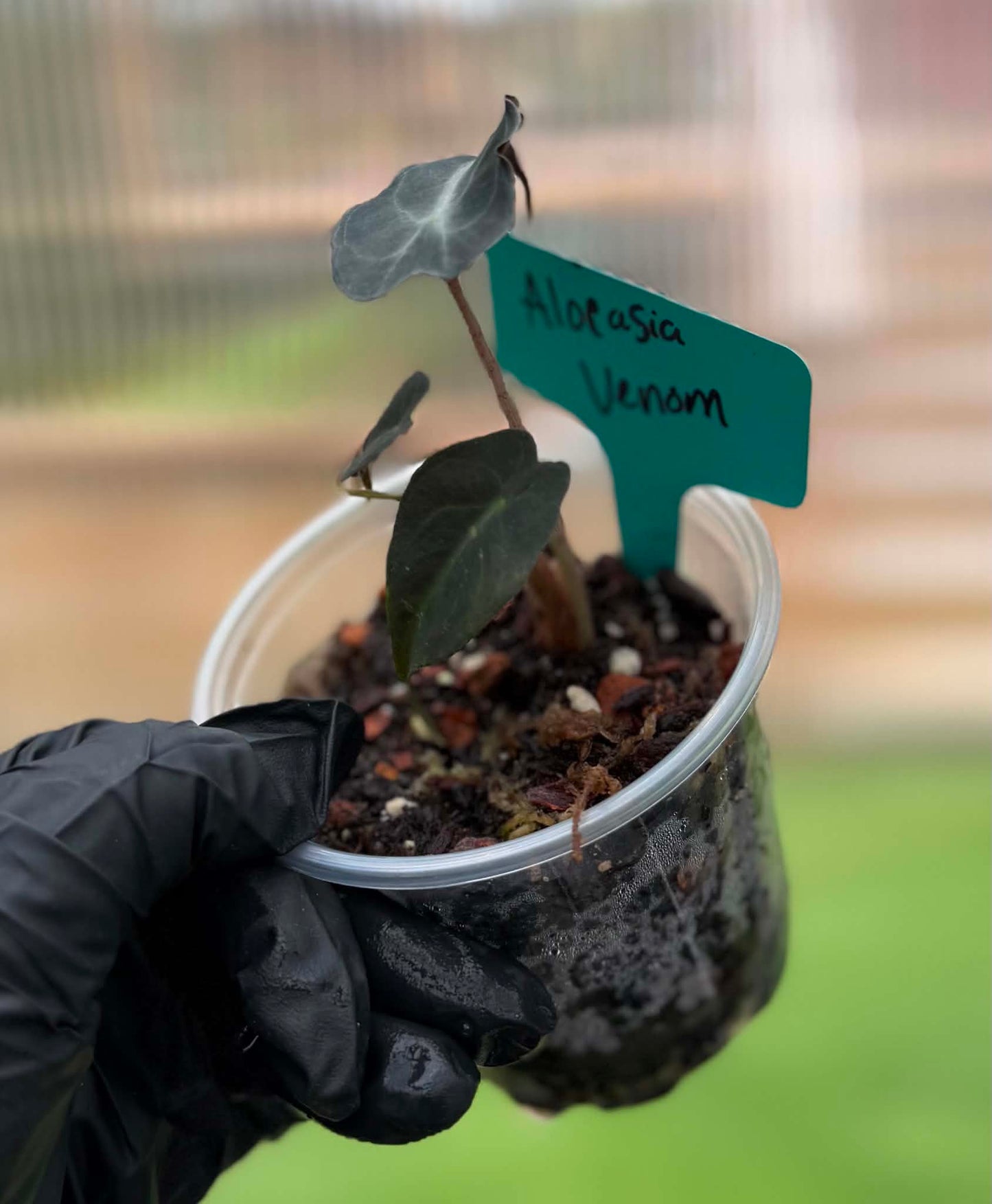 Alocasia Venom