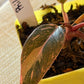 Philodendron Pink Princess Marble Starter