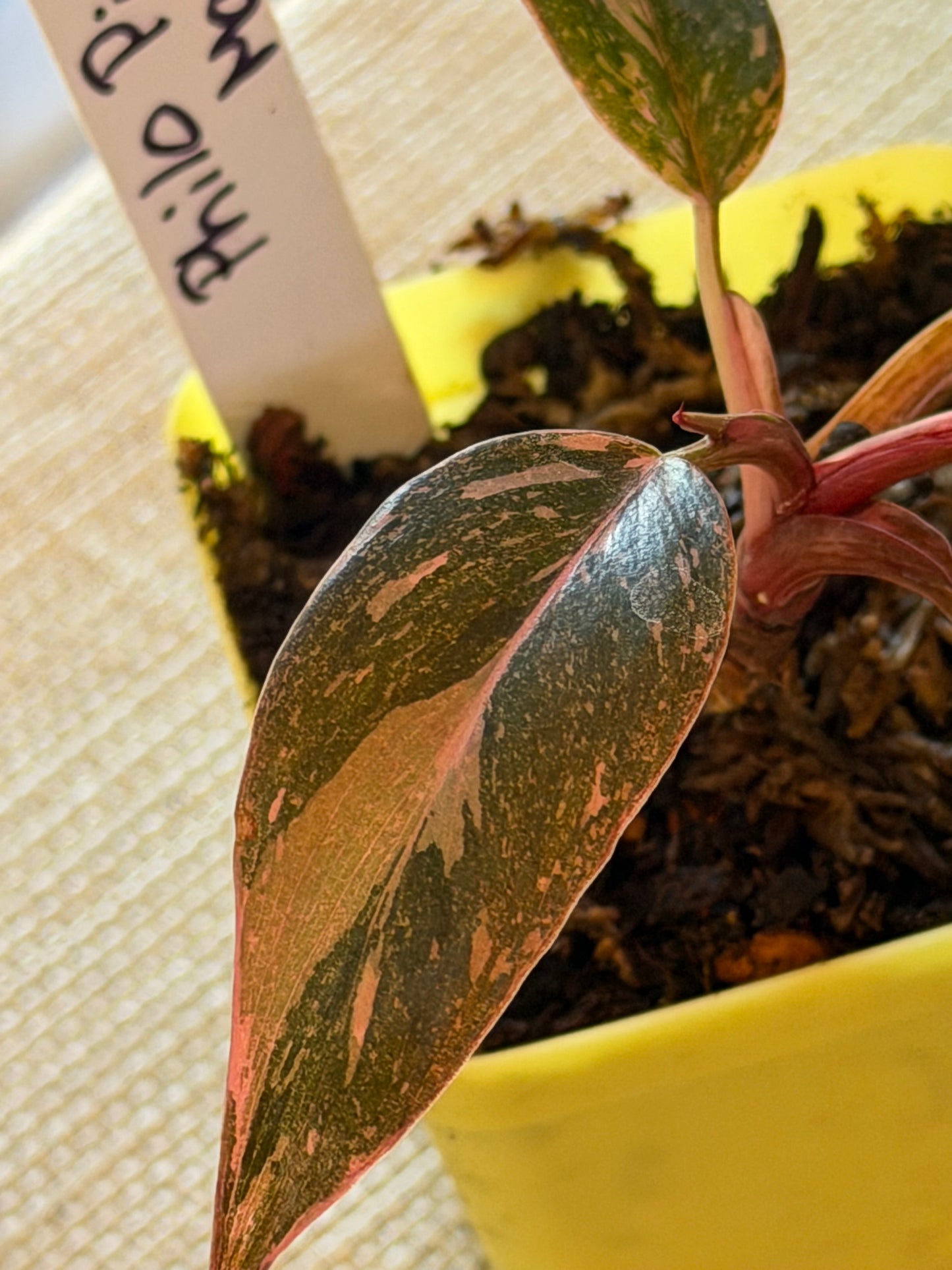 Philodendron Pink Princess Marble Starter
