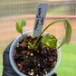 Monstera Electrolyte