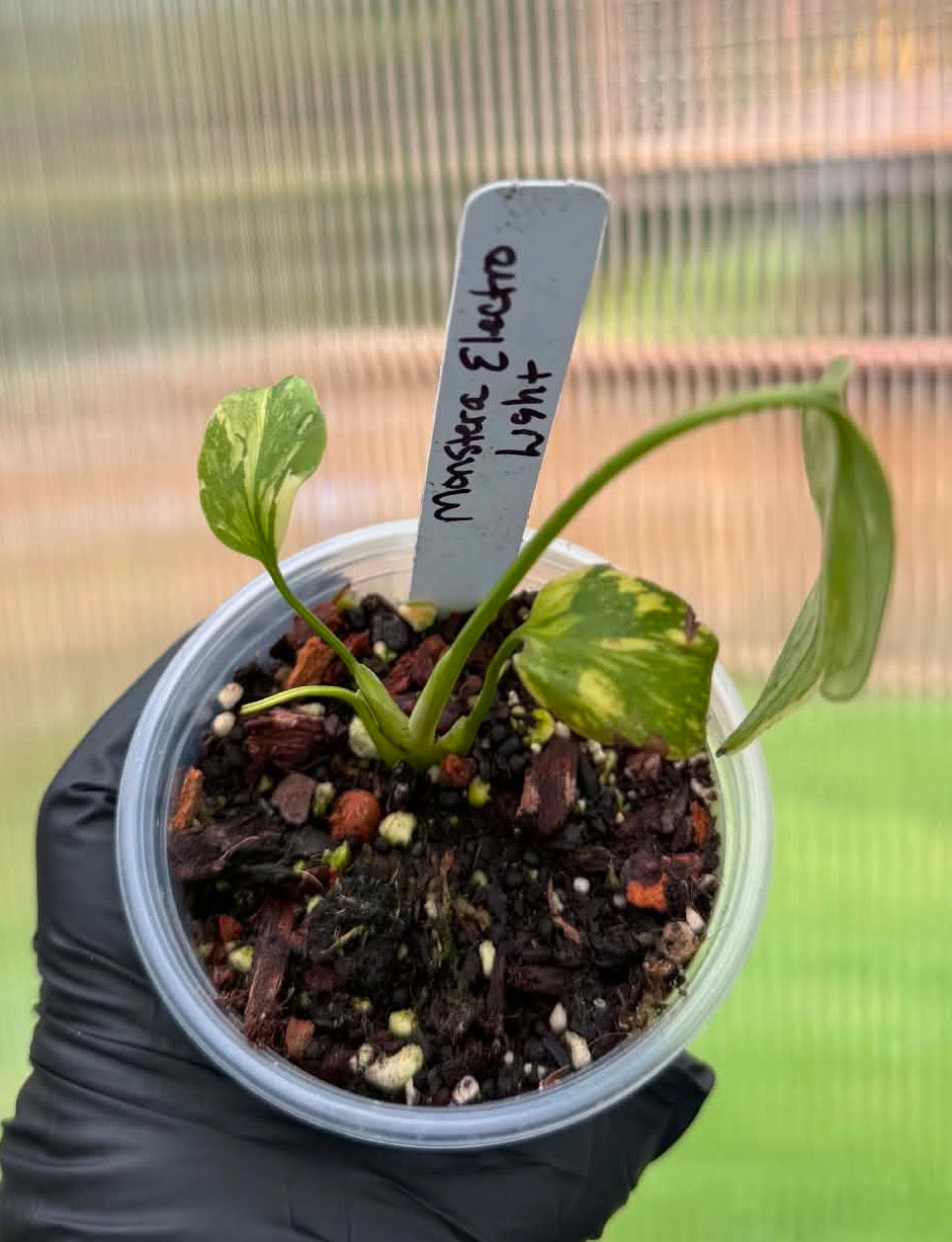 Monstera Electrolyte