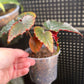 Begonia Black Magic