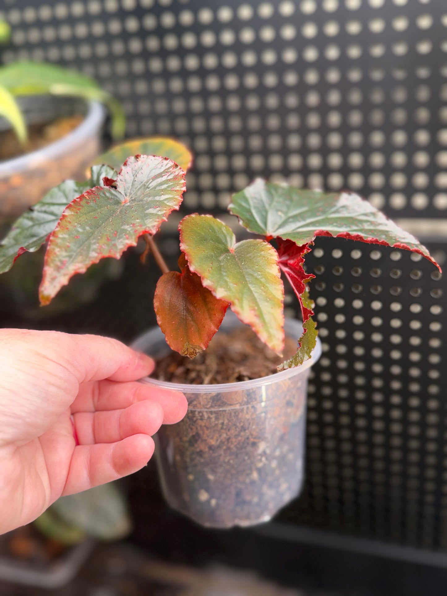 Begonia Black Magic