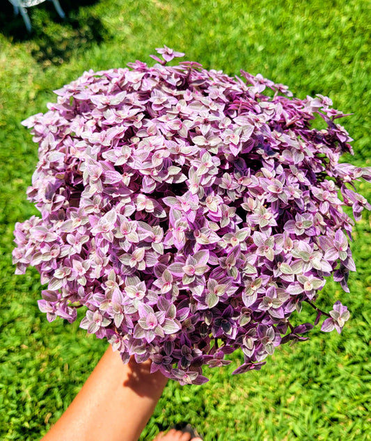 Callisia Repens Pink Panther