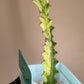 Euphorbia Trigona Mint Cream Cathedral Cactus