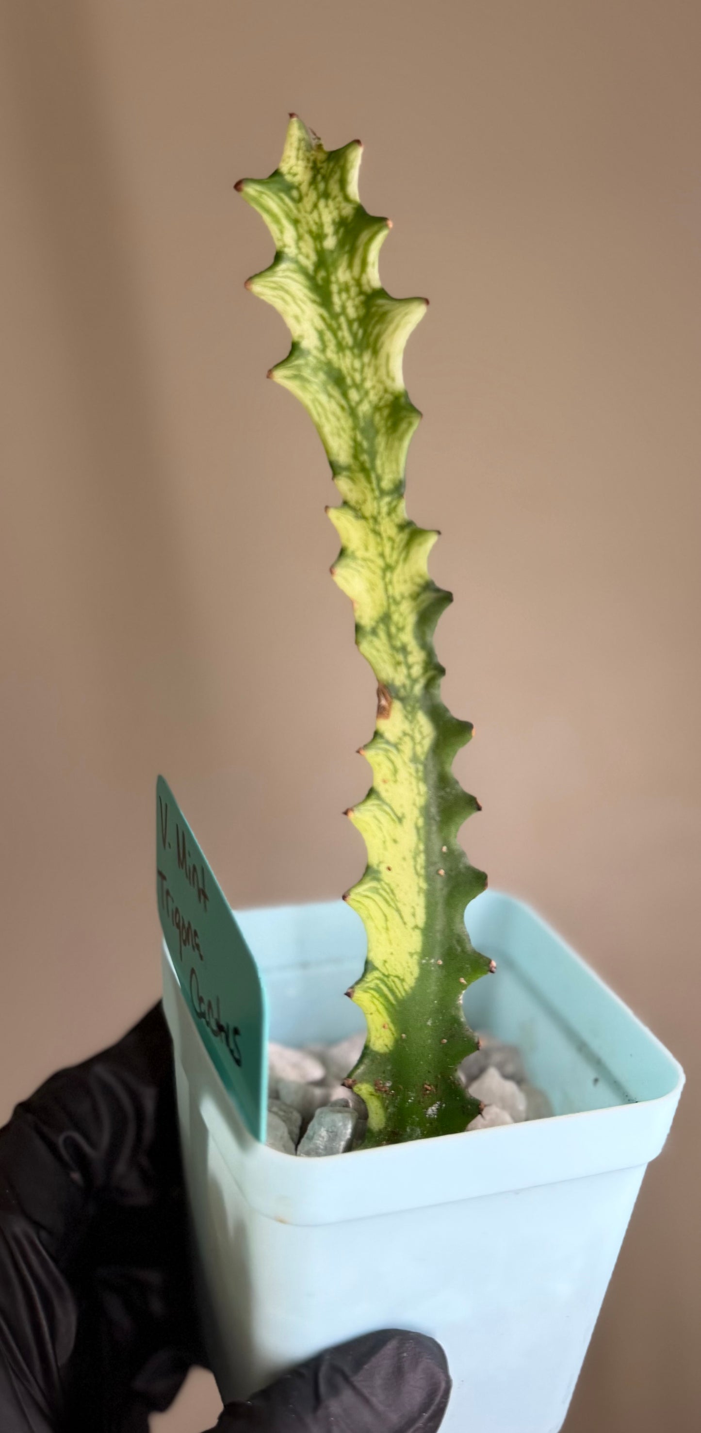 Euphorbia Trigona Mint Cream Cathedral Cactus