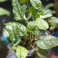 Monstera Siltepecana Silver
