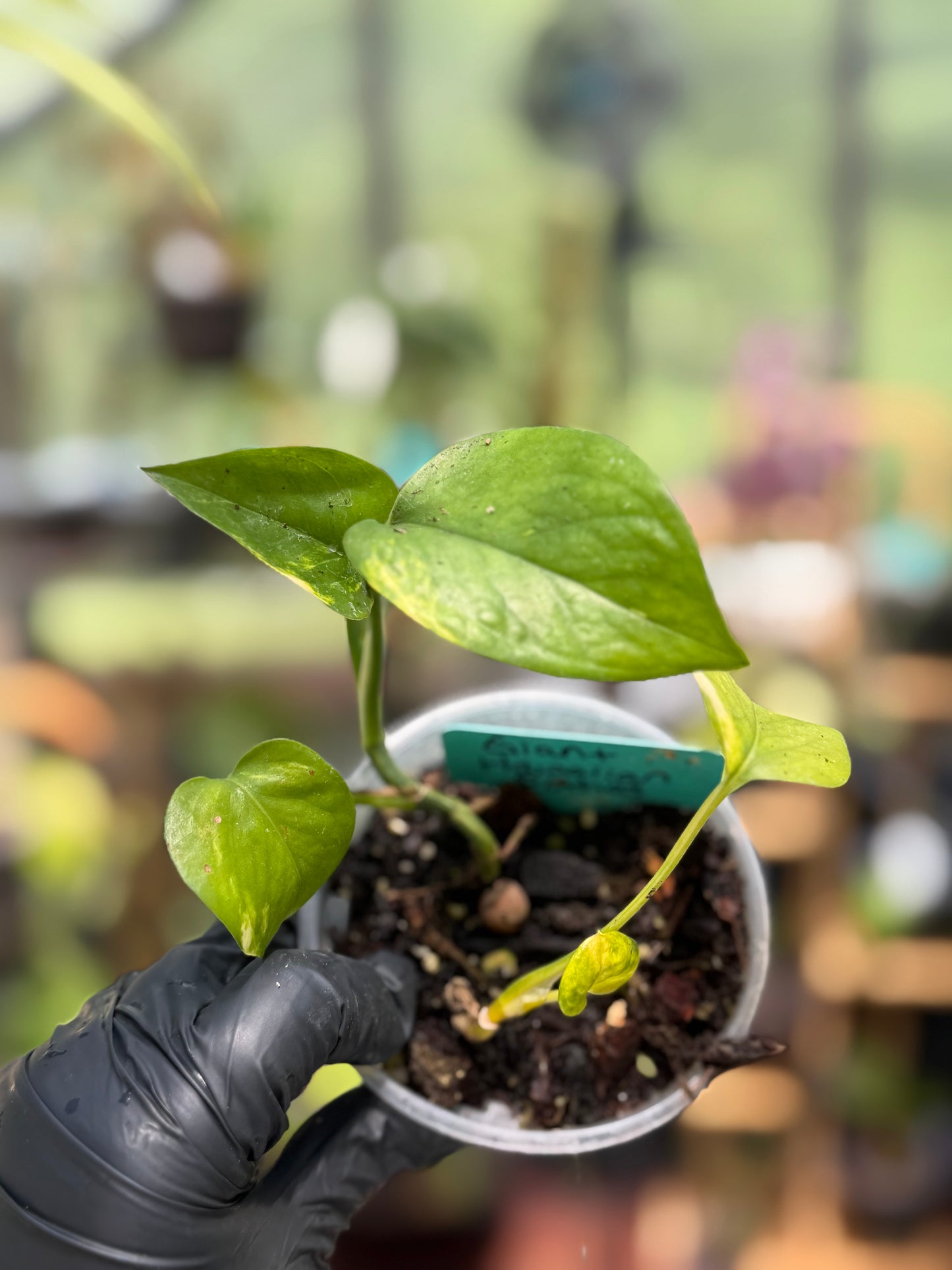 Giant Hawaiian Pothos