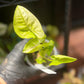 Syngonium Podophyllum 'Gold Allusion’