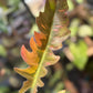 Philodendron Ring of Fire