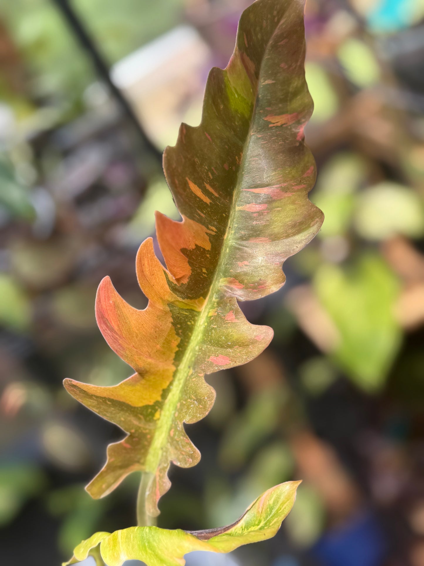 Philodendron Ring of Fire