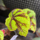 Begonia Masoniana Iron Cross