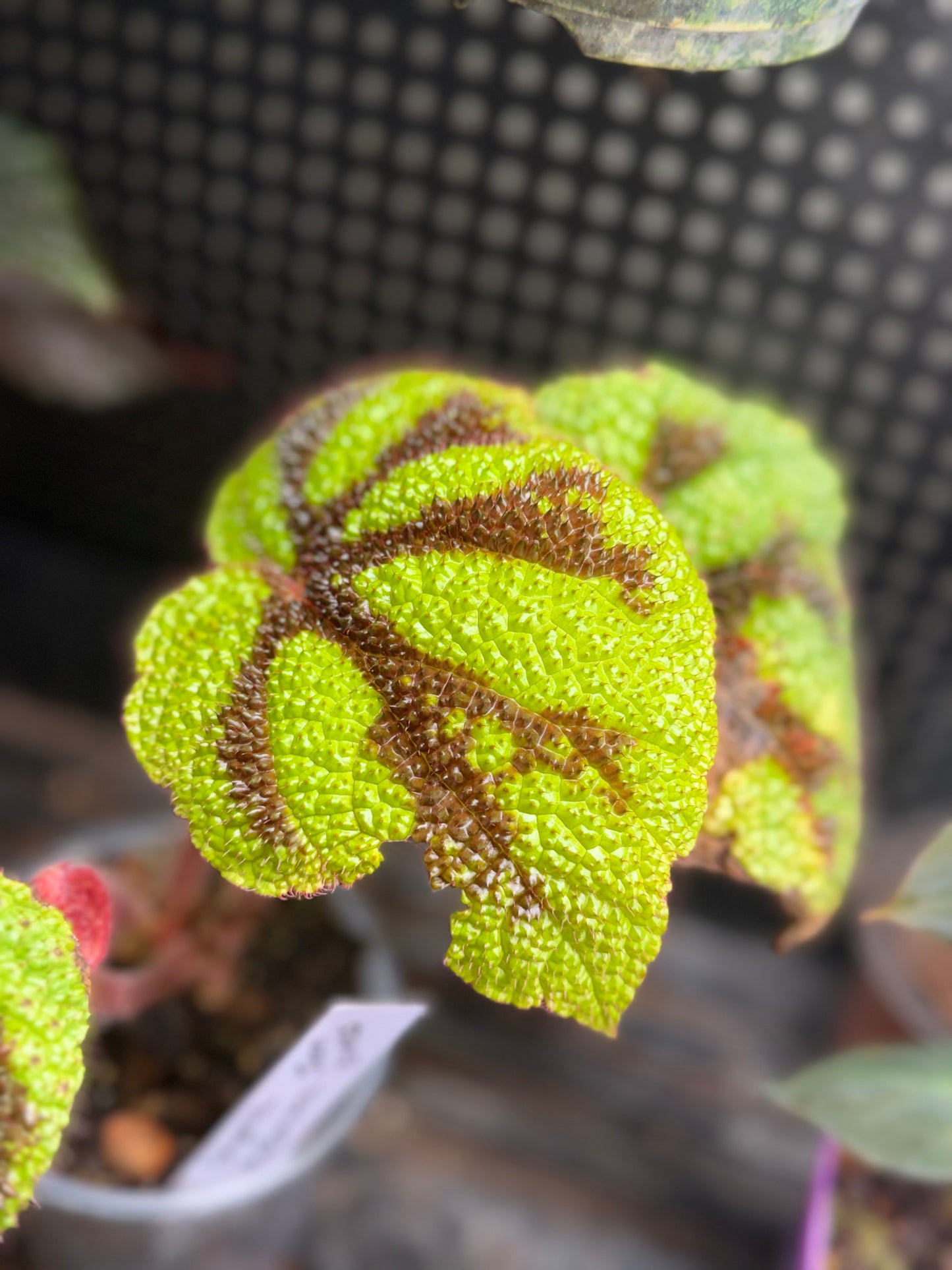 Begonia Masoniana Iron Cross