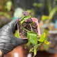 Epipremnum Aureum 'Shangri La' Pothos
