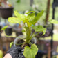 Philodendron Golden Xandu