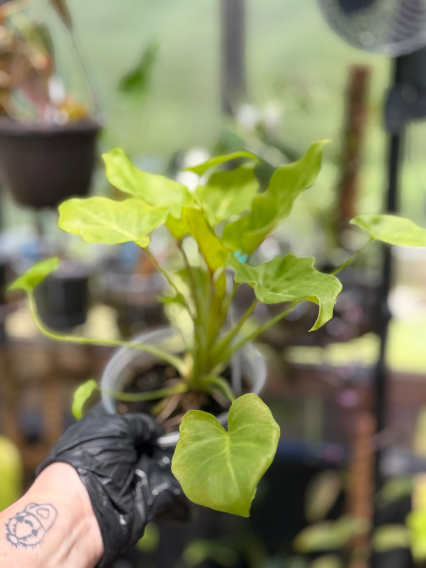 Philodendron Golden Xandu