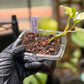 Epipremnum Aureum Japanese Global Pothos