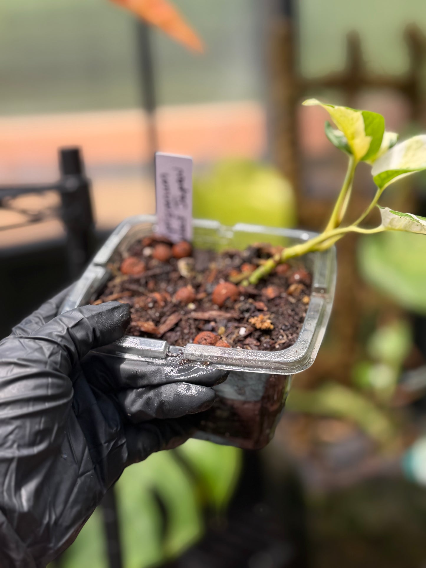 Epipremnum Aureum Japanese Global Pothos