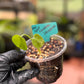 Seed Grown Monstera Deliciousa