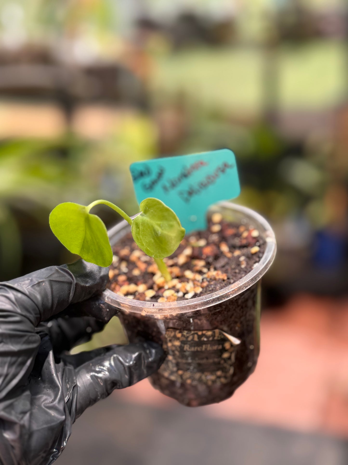 Seed Grown Monstera Deliciousa