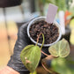 Philodendron Micans Velvet Leaf