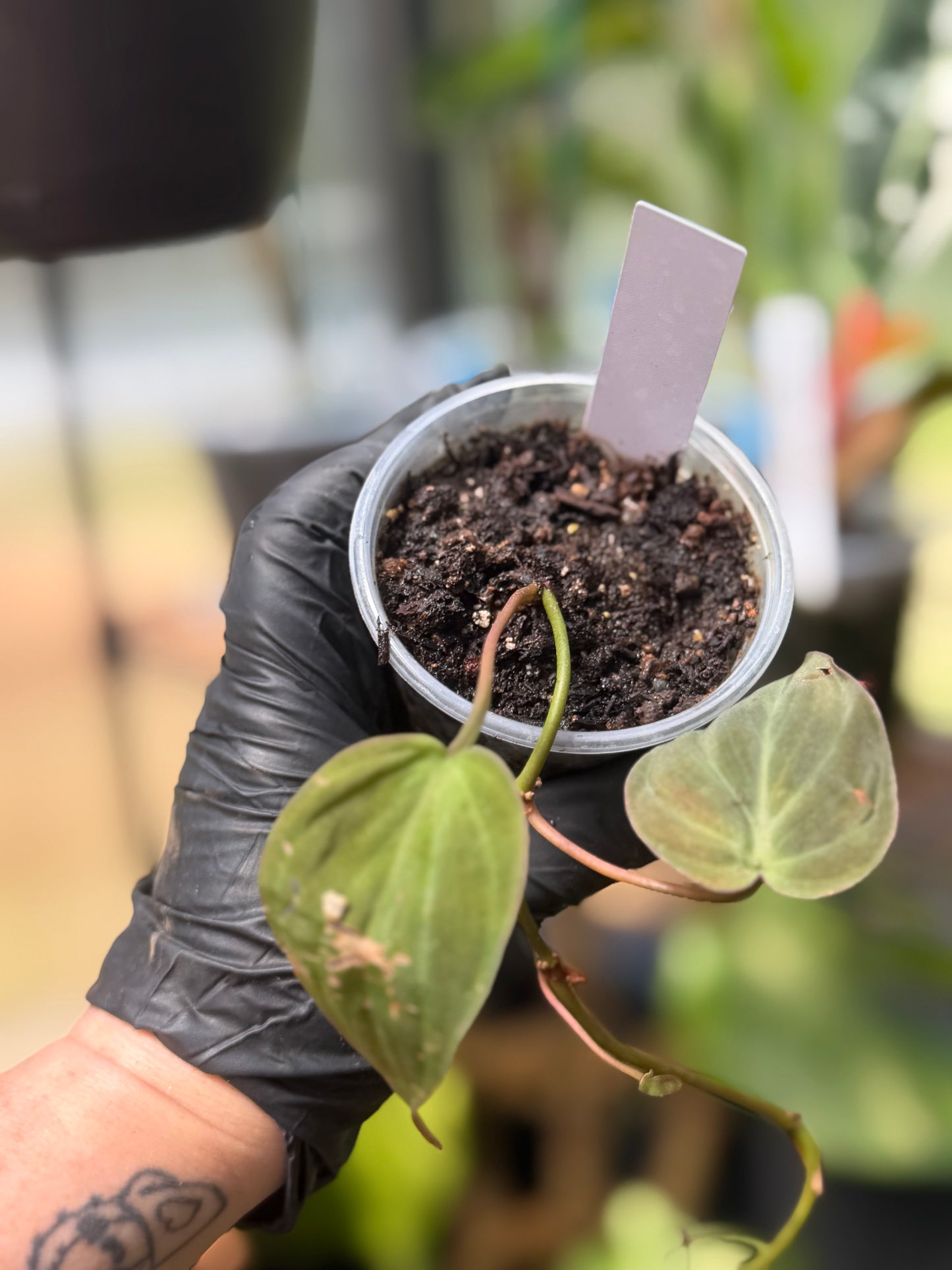 Philodendron Micans Velvet Leaf