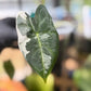 Alocasia Frydek Variegated