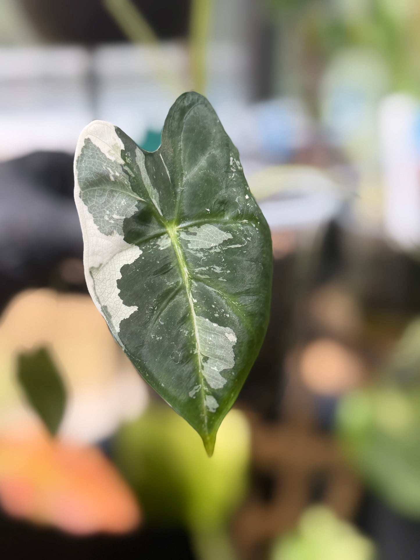 Alocasia Frydek Variegated