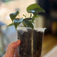 Philodendron Florida Ghost Mint