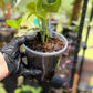 Epipremnum Aureum Jade Pothos -SPORT VARIGATED MUTANT