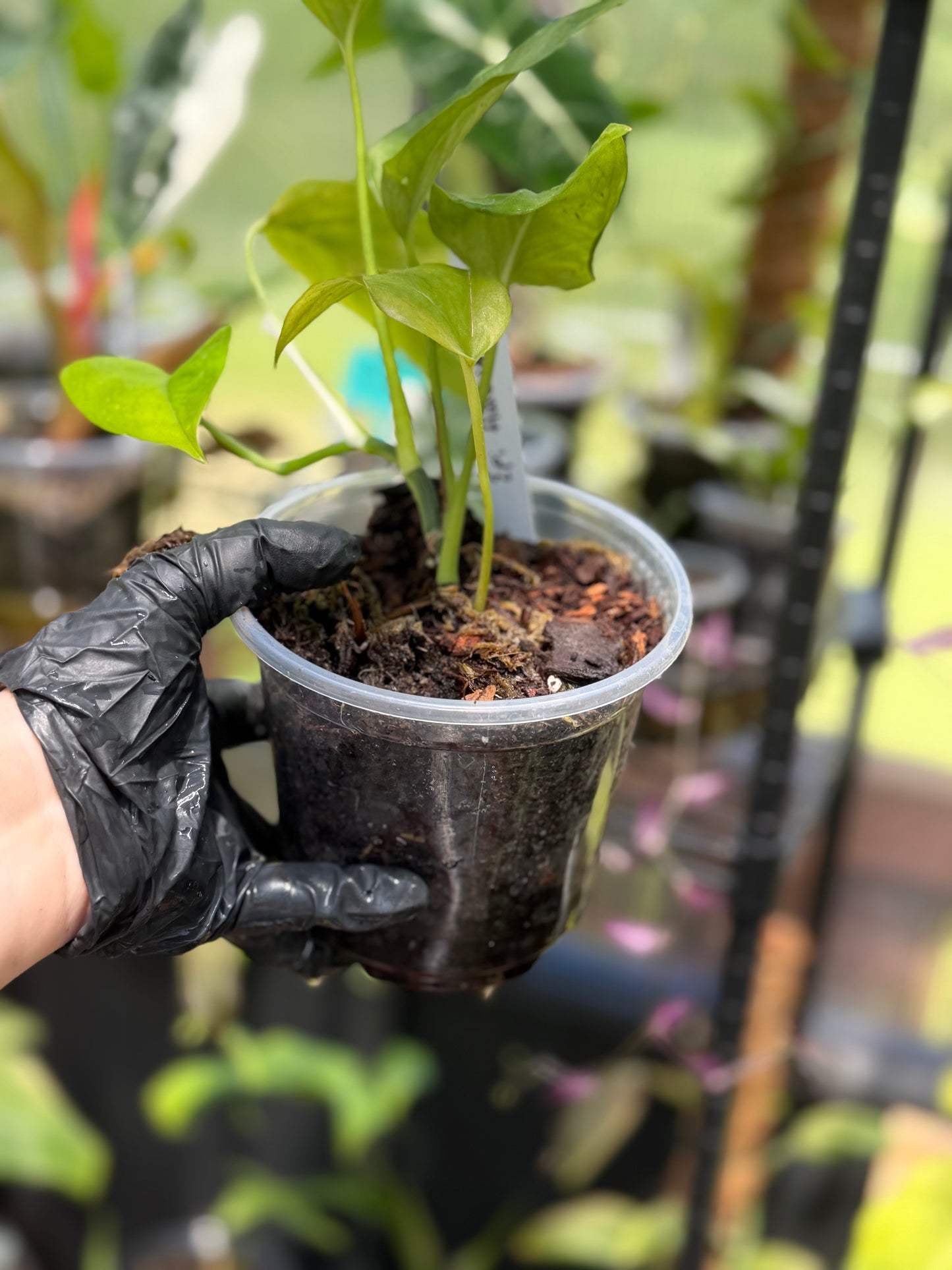 Epipremnum Aureum Jade Pothos -SPORT VARIGATED MUTANT