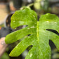 Monstera Thai Constellation