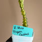 Euphorbia Trigona Mint Cream Cathedral Cactus