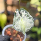 Alocasia Venom