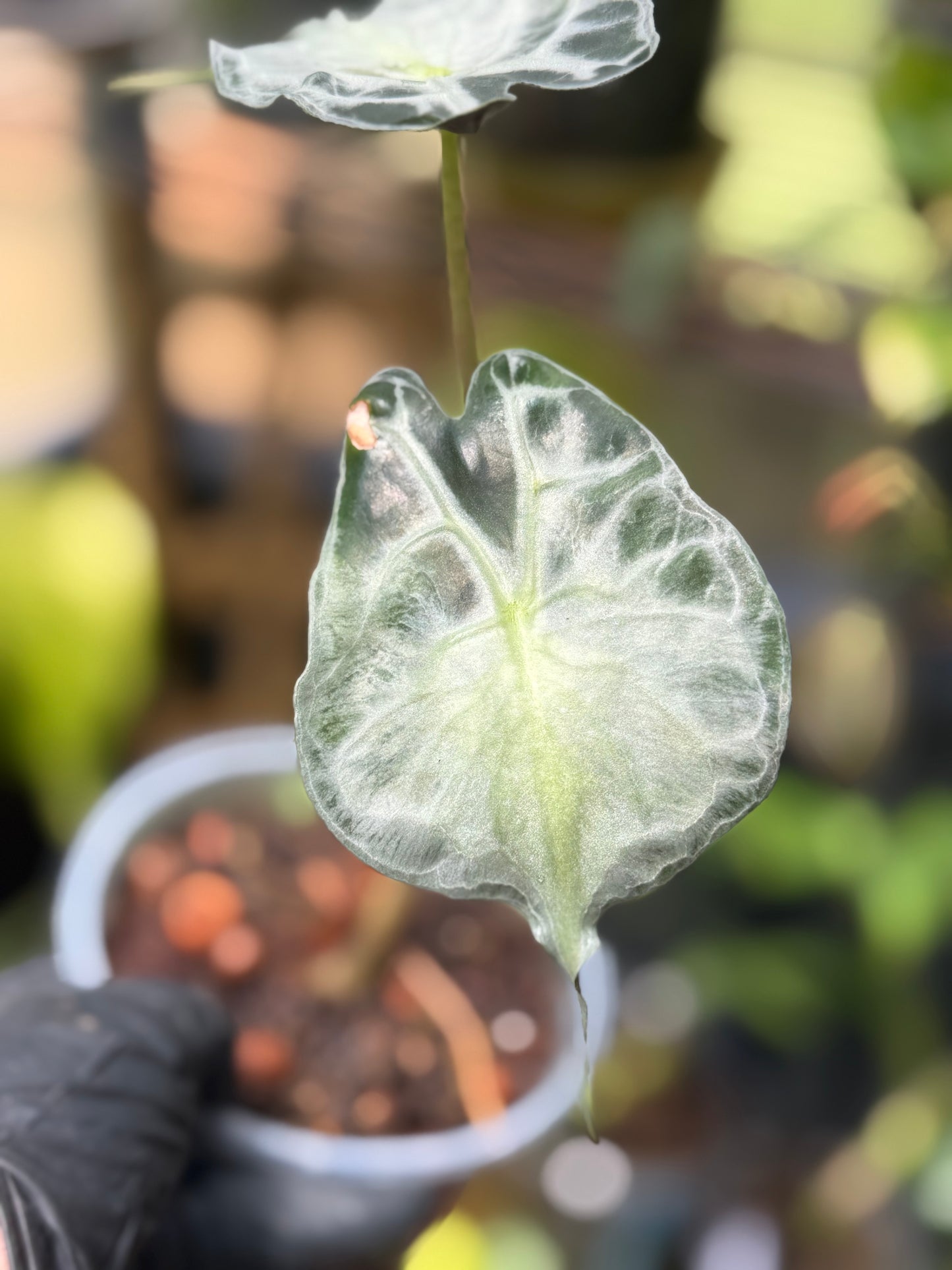 Alocasia Venom
