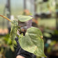 Philodendron Hederaceum Variegated Heartleaf Pothos
