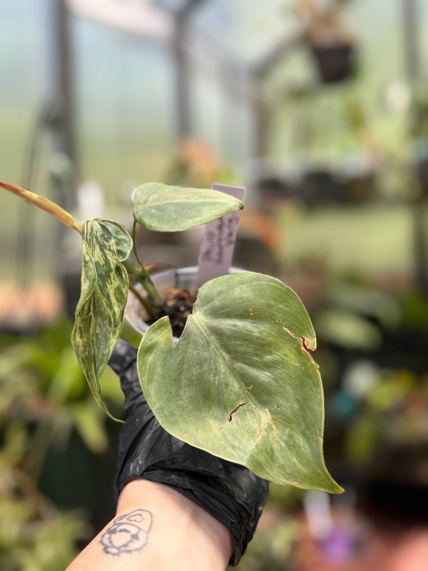 Philodendron Hederaceum Variegated Heartleaf Pothos