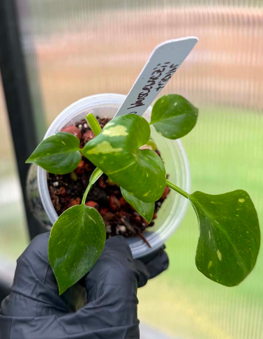 Philodendron Warscewiczii Tricolor