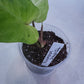 Philodendron Snowdrift