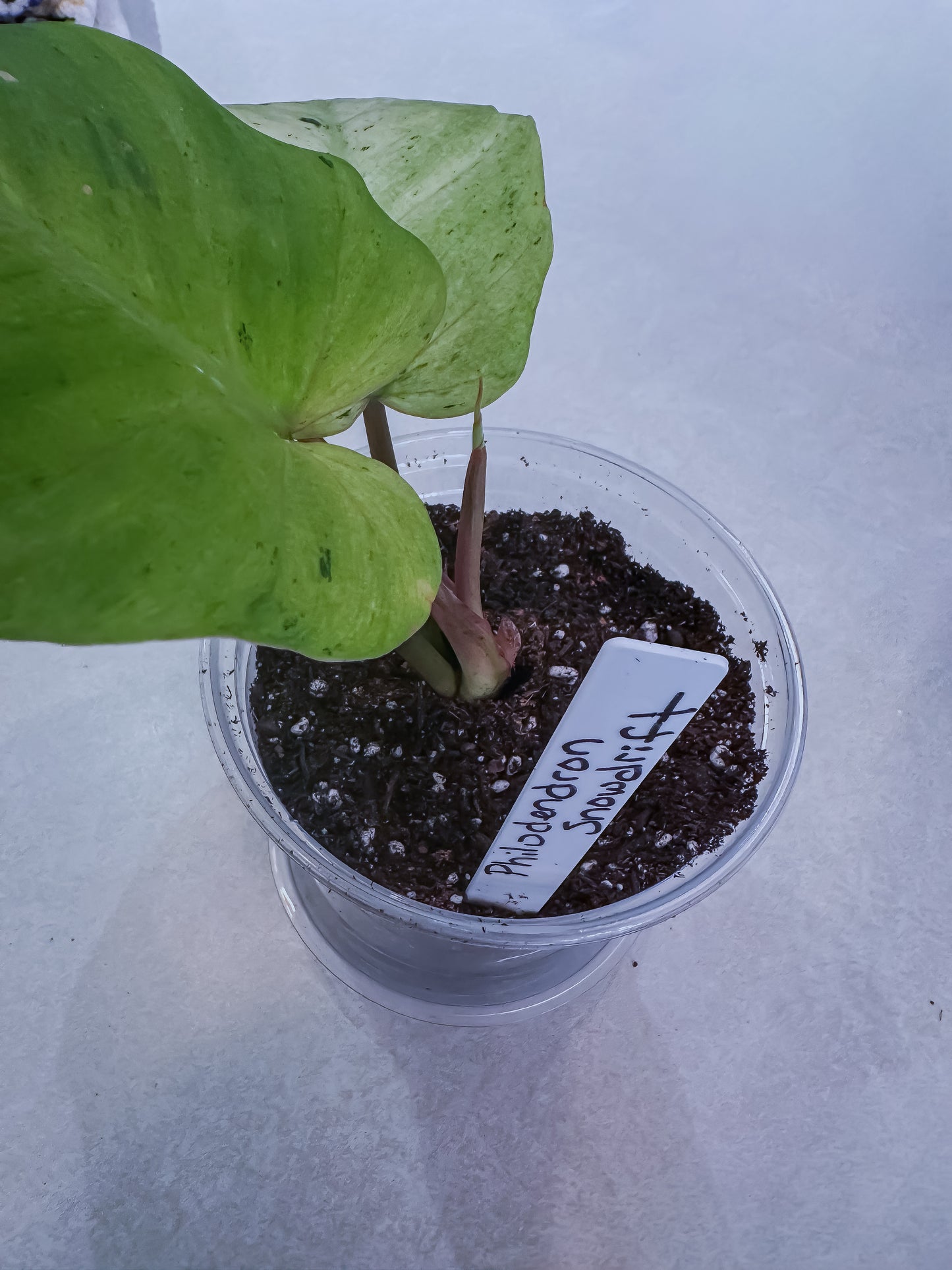Philodendron Snowdrift