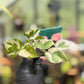 Epipremnum Aureum N’Joy Pothos