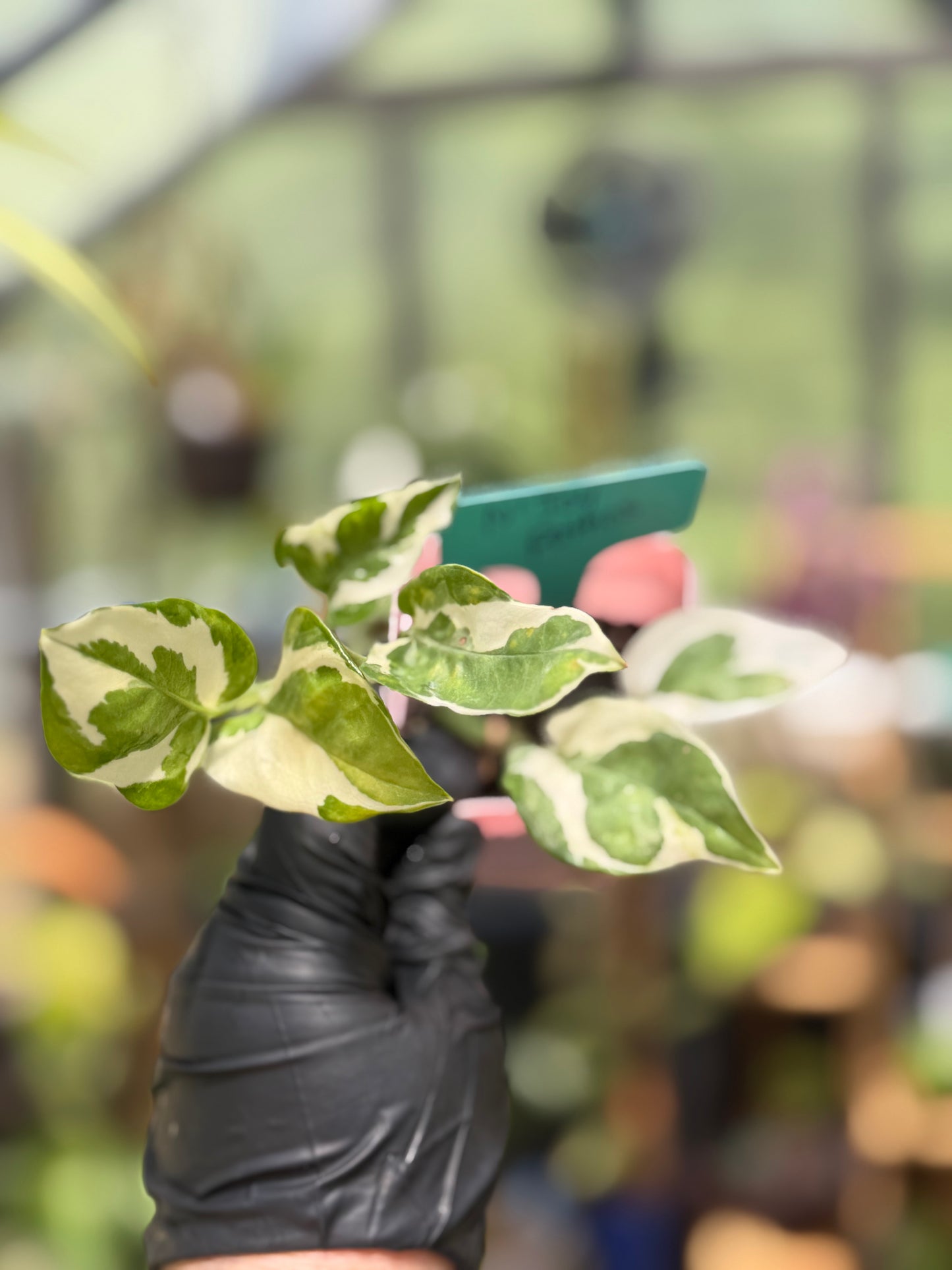 Epipremnum Aureum N’Joy Pothos