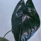 Alocasia Green Unicorn