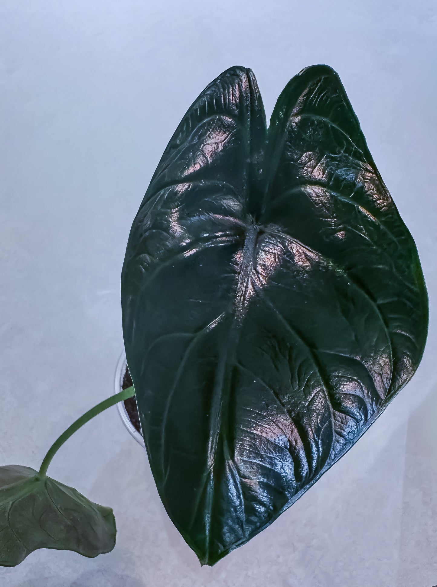 Alocasia Green Unicorn