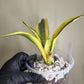Sansevieria Trifasciata Ghost