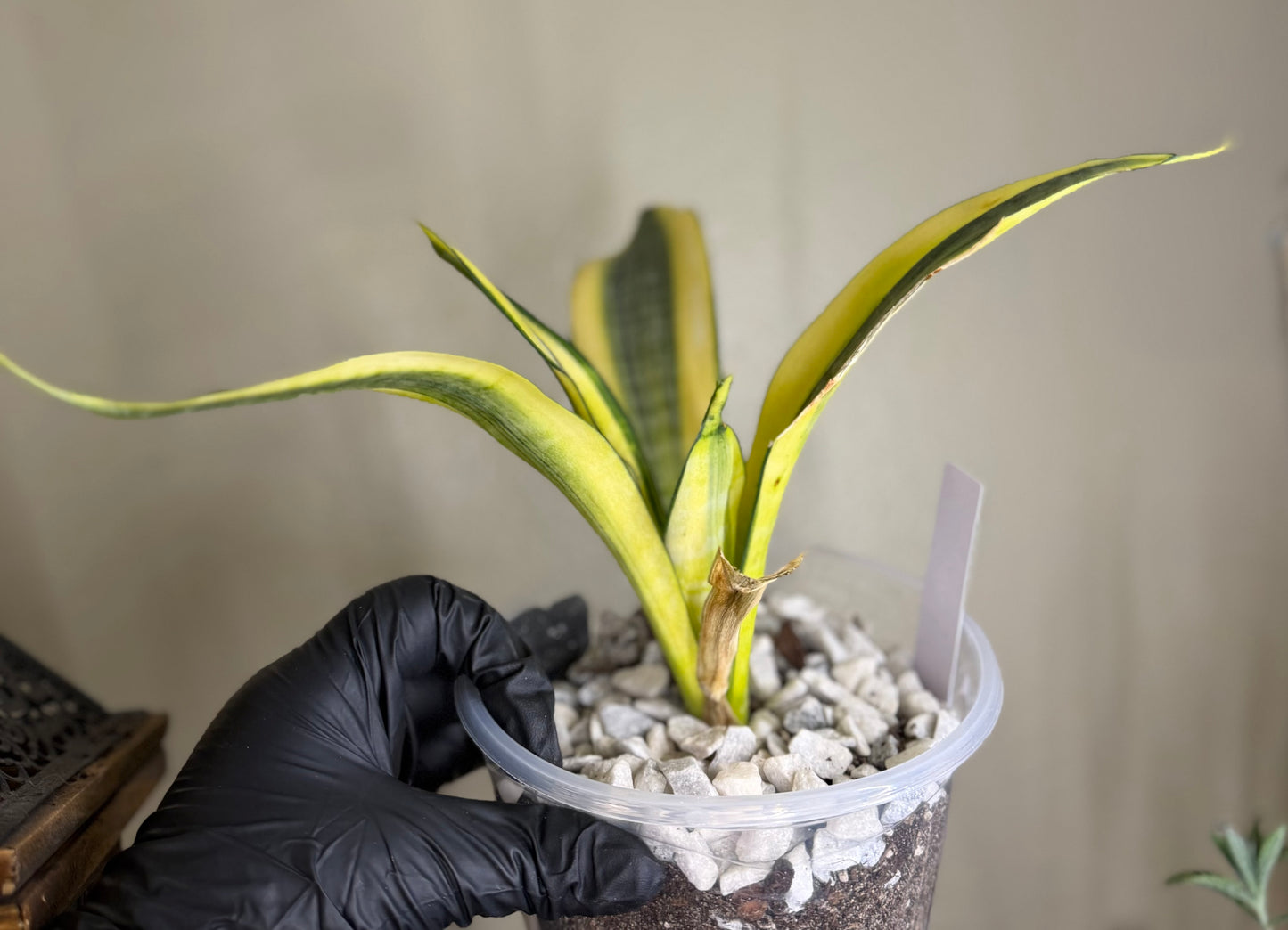 Sansevieria Trifasciata Ghost
