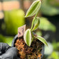 Super Variegated Vanilla Bean Orchid