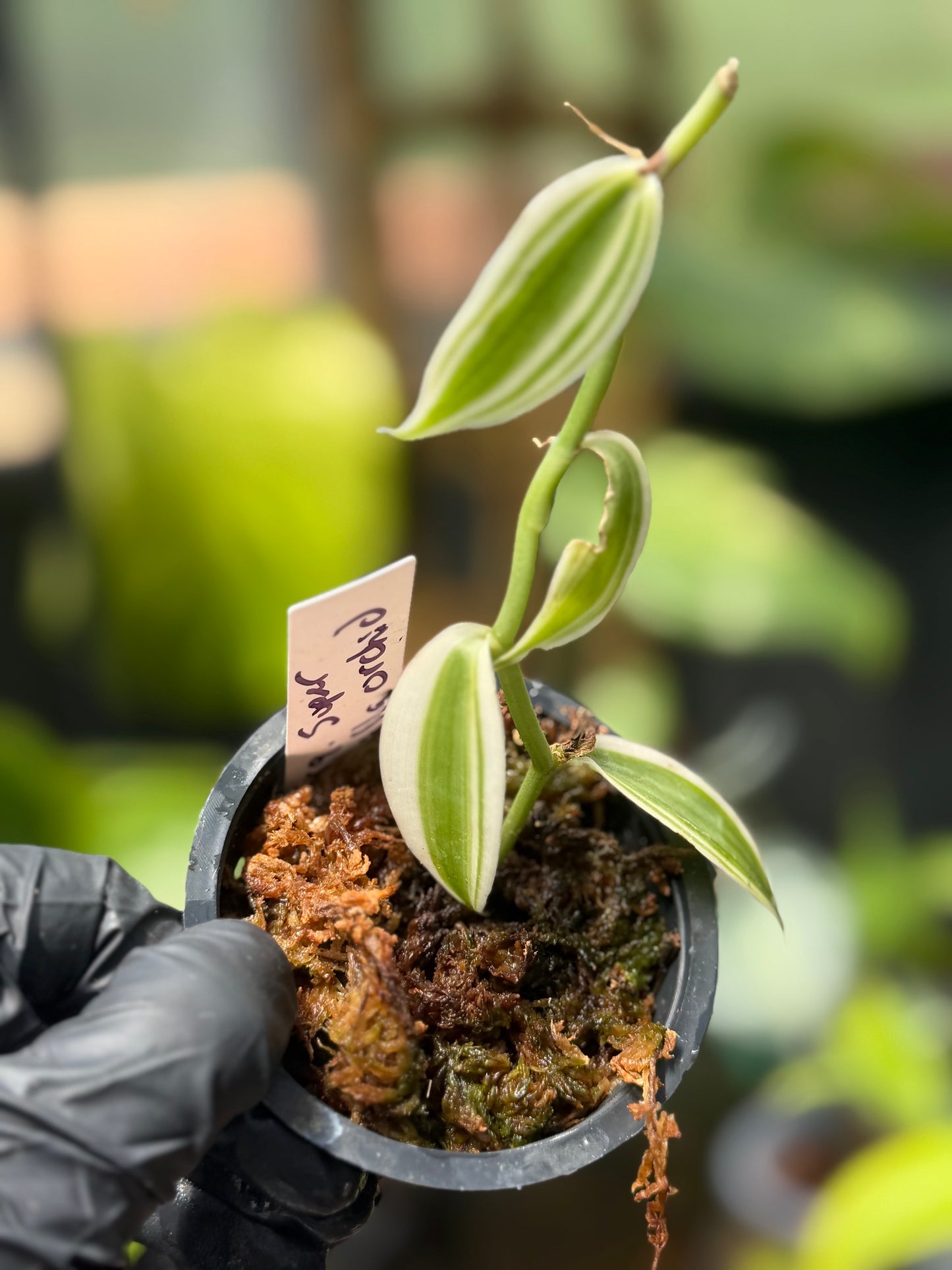 Super Variegated Vanilla Bean Orchid