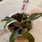 Philodendron Pink Birkin