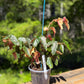 Begonia Ginny Galaxy